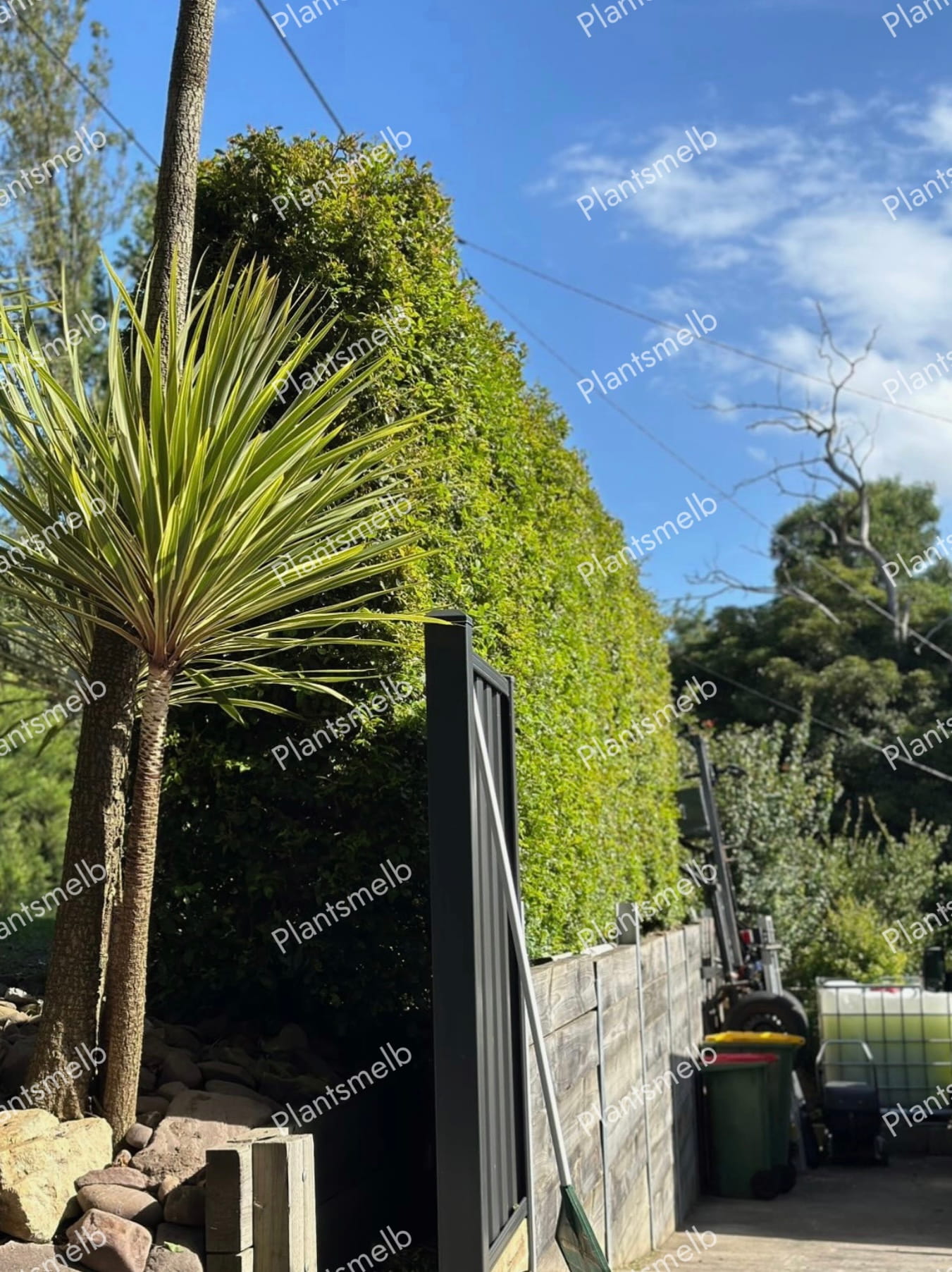 Plants Melb Gallery