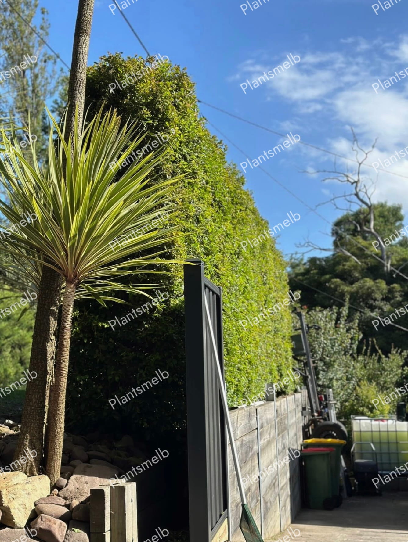 Plants Melb Gallery