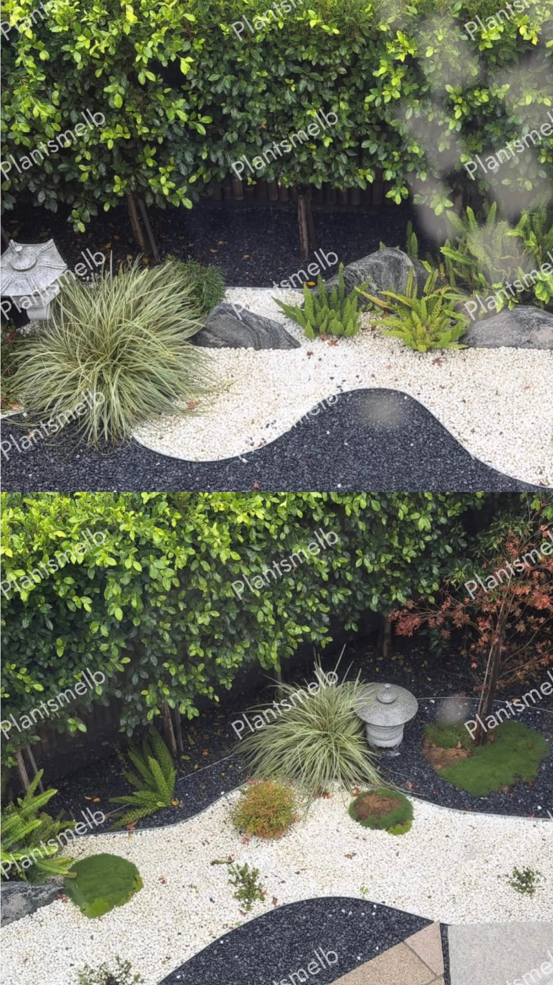 Plants Melb Gallery