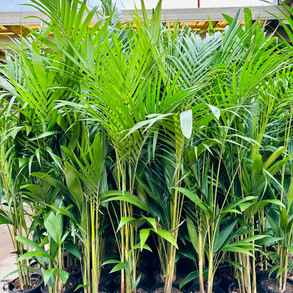 Bangalow Palm 200mm Pot