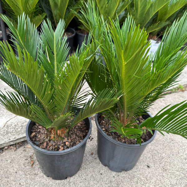 Cycad (Sago Palm) 200mm