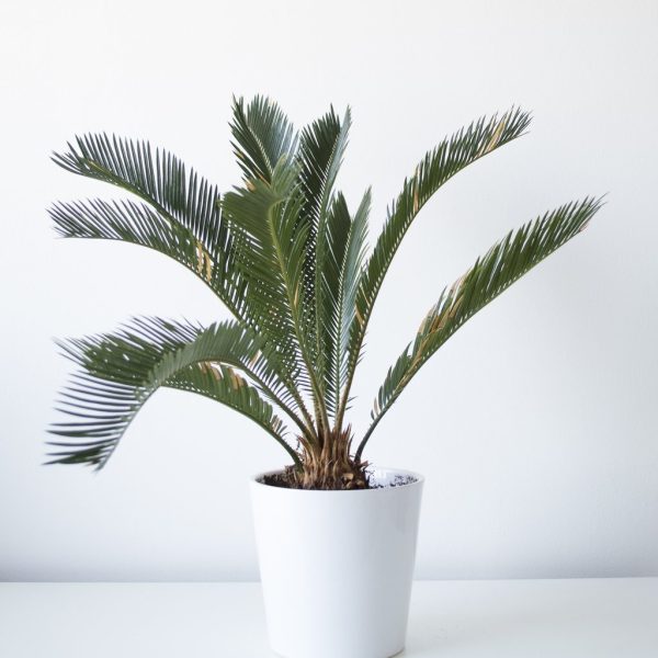 Cycad (Sago Palm) 300mm