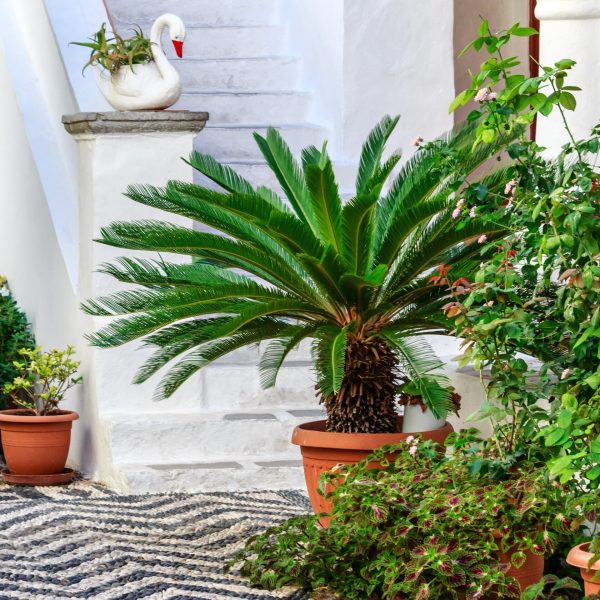 Cycad (Sago Palm) 300mm