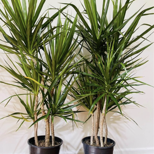 Dracaena Marginata Dragon Tree 250mm