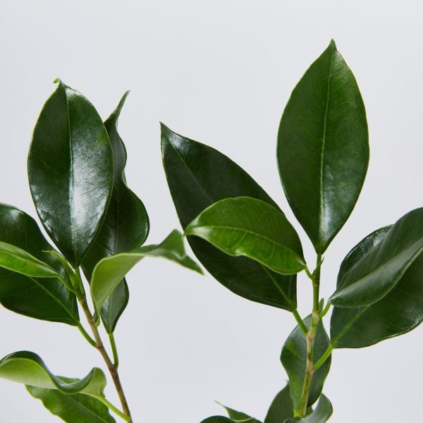 Ficus Flash 200mm