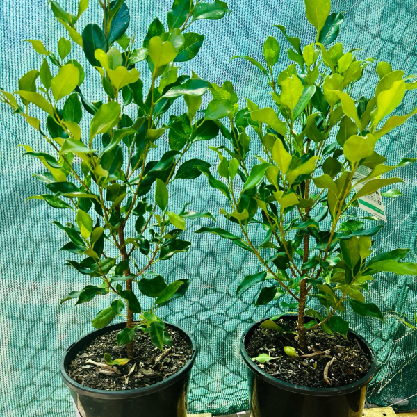Ficus Flash 200mm