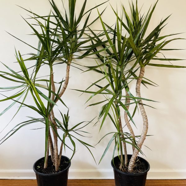 Dracaena Marginata Dragon Tree 250mm