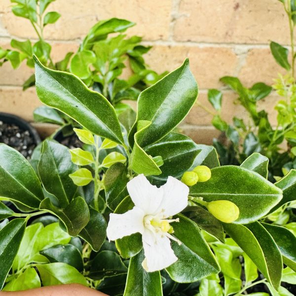 Murraya Paniculata 200mm