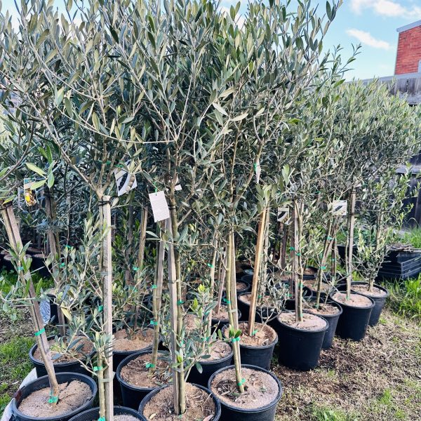 Olive Tree 250mm Pot Paragon/ Manzanillo