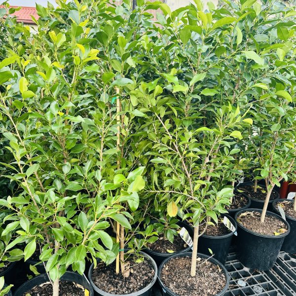 Ficus Flash 250mm