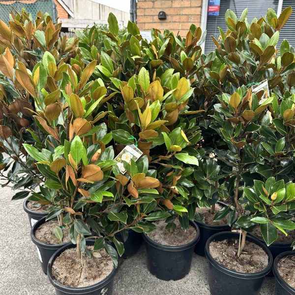 Magnolia Little Gem 330mm