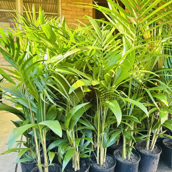 Bangalow Palm 200mm Pot