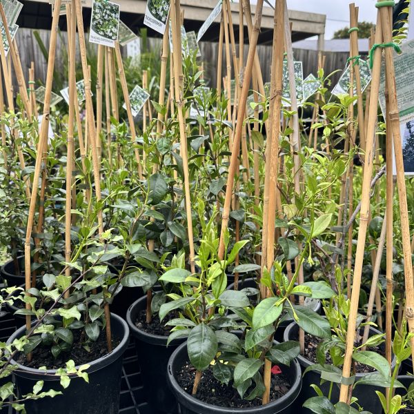 Star Jasmine 200mm Pot