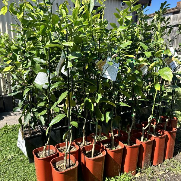 Lemon Myer Dwarf Tree