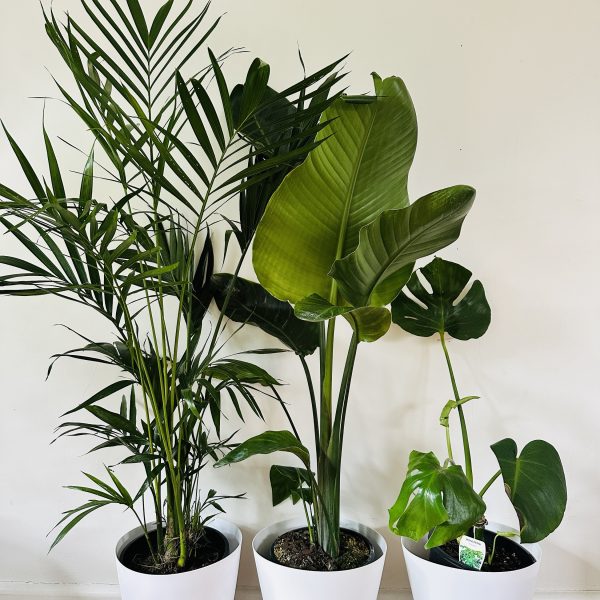 Indoor Plant Bundle 3 Plants and 3 Pots $120