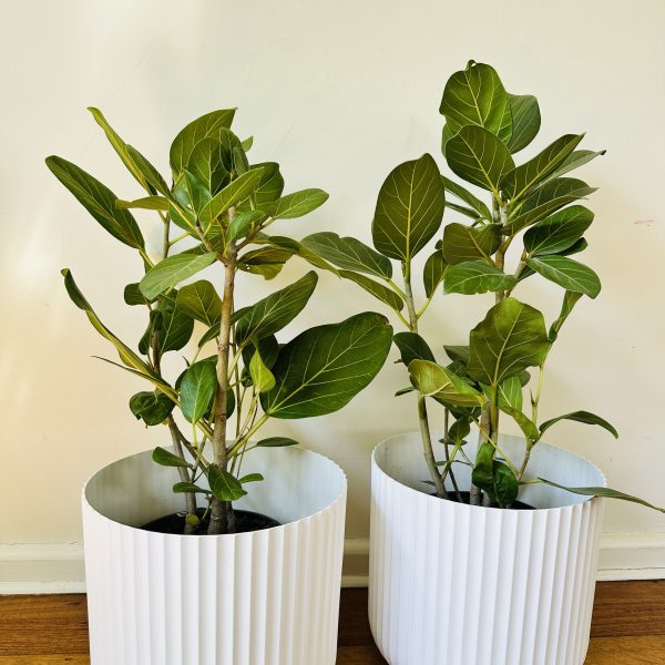 Ficus Audrey 200mm pot
