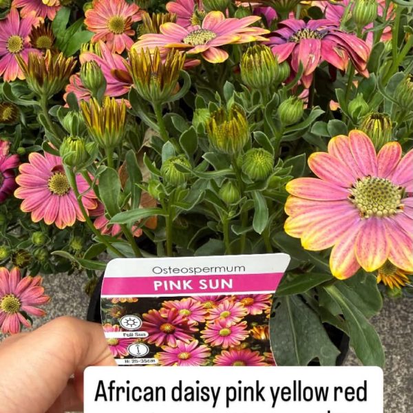 African Daisy 140mm pot