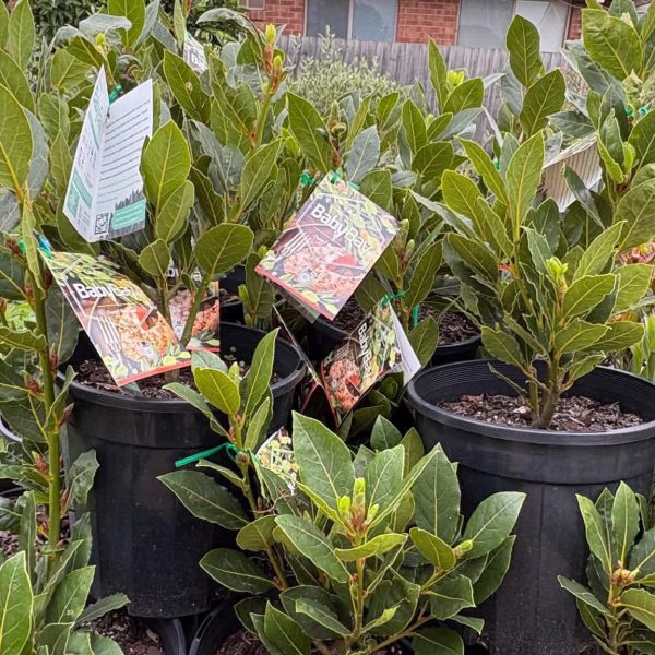 Baby Bay Tree - Dwarf Bay Leaf 200mm pot