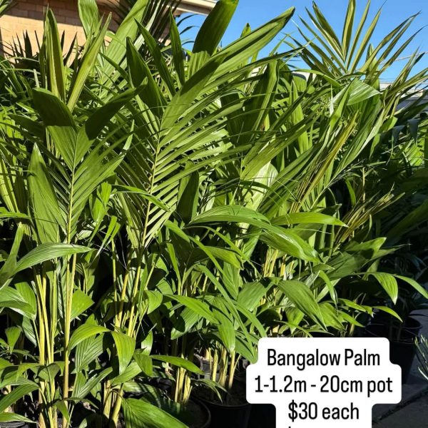 Bangalow Palm 200mm Pot