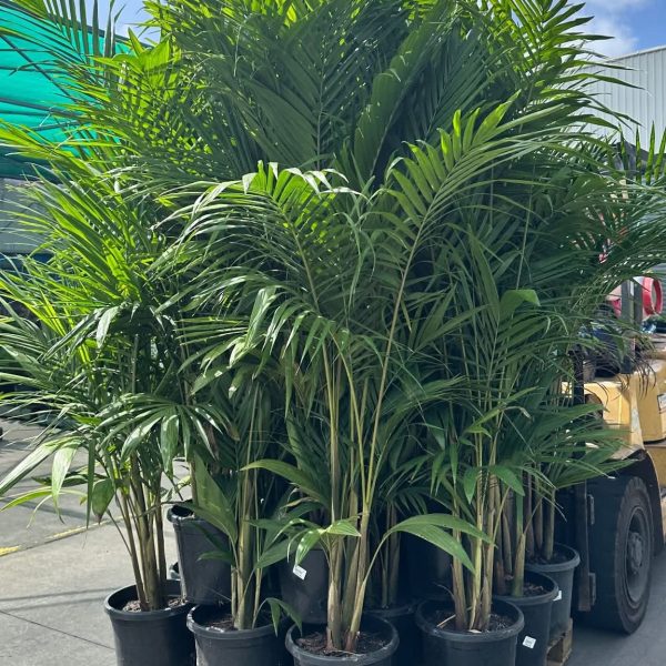 Bangalow Palm 300mm Pot