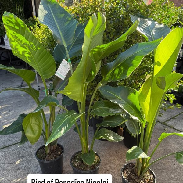 Bird Of Paradise 'Nicolai' 200mm Double planted