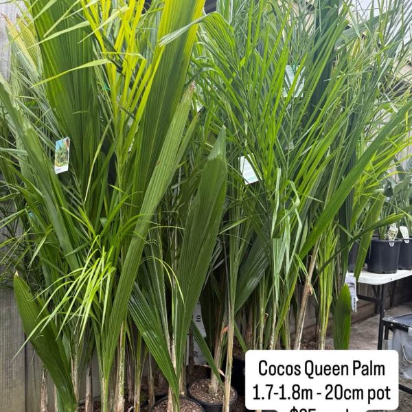 Coco Palm 200mm