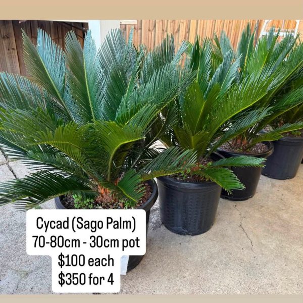 Cycad (Sago Palm) 300mm