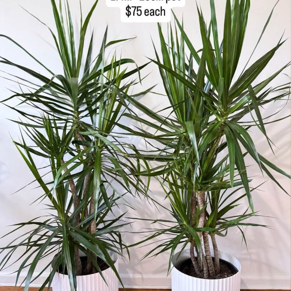 Dracaena Marginata Dragon Tree 250mm