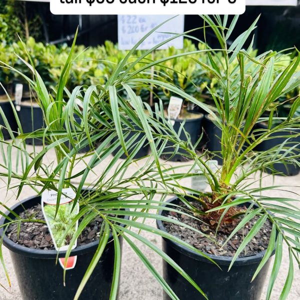 Dwarf Date Palm 200mm pot (Phoenix roebelenii/ Pygmy Date Palm)