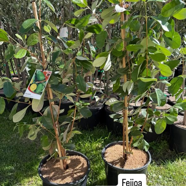 Feijoa Pineapple Guava 200mm Pot