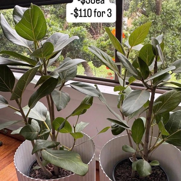 Ficus Audrey 200mm pot