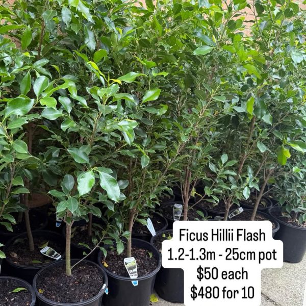 Ficus Hillii Flash 250mm