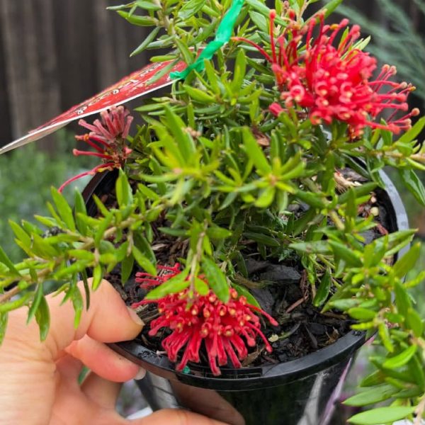 Grevillea ‘New Blood’ 140mm