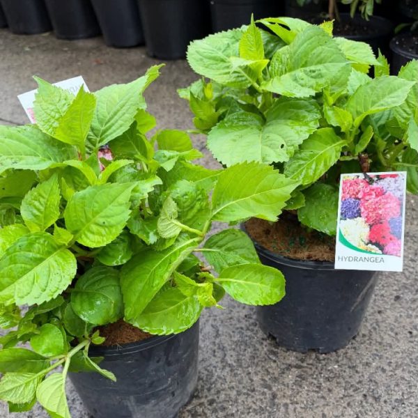 Hydrangea Schroll Popcorn Candy 200mm