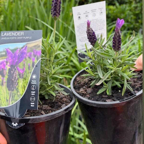 Lavender Javelin 140mm pot
