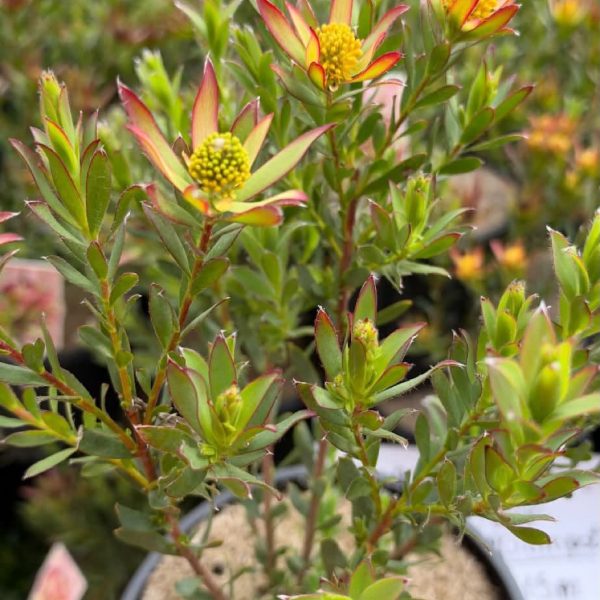 Leaucadendron Super Star 200mm pot