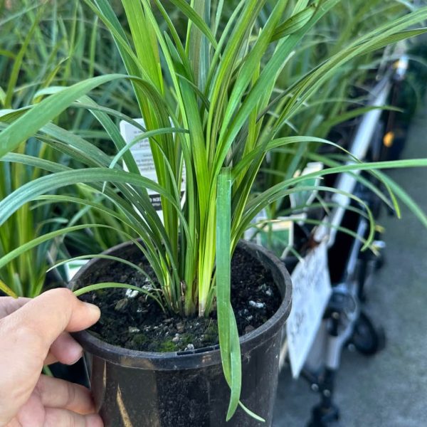 Liriope Muscari 'Evergreen Giant' 140mm pot