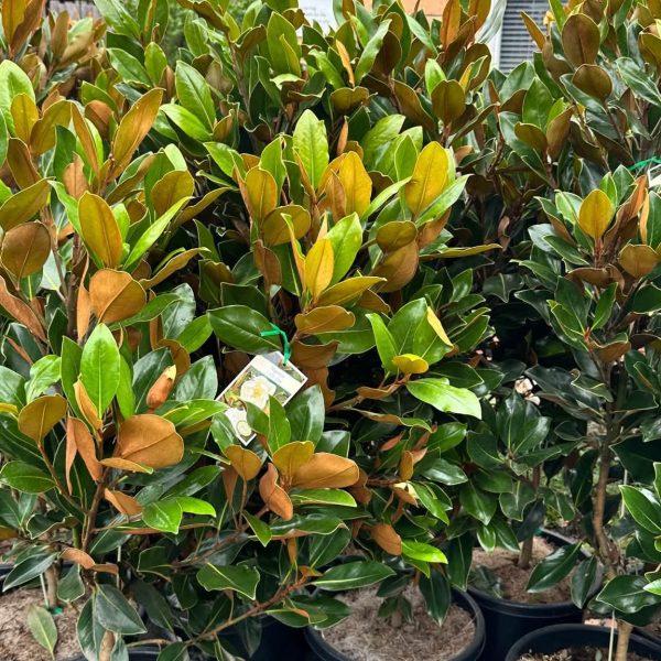 Magnolia Little Gem 330mm