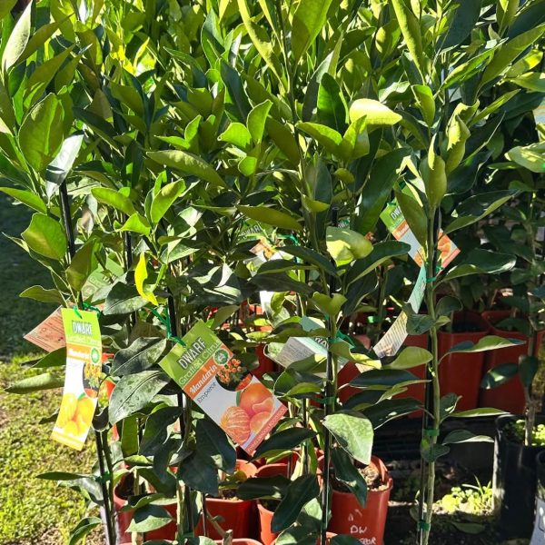 Mandarin 'Emperor' Dwarf