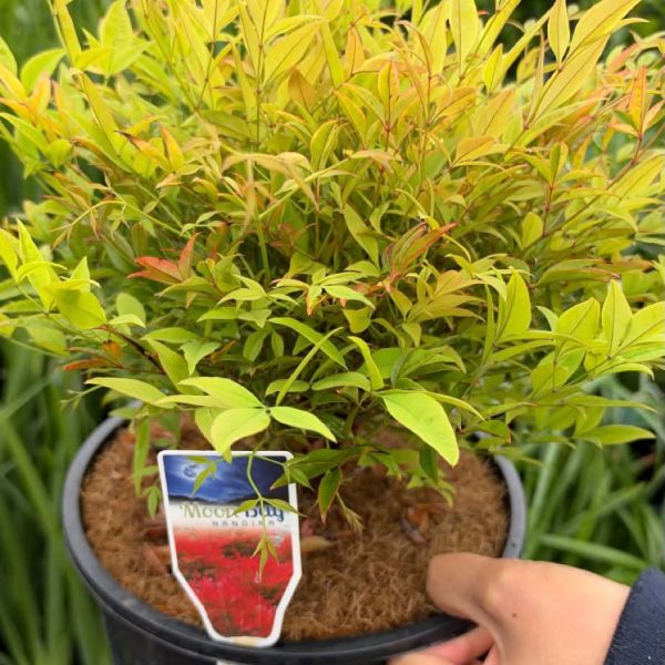 Nandina ‘Moon Bay’ 200mm