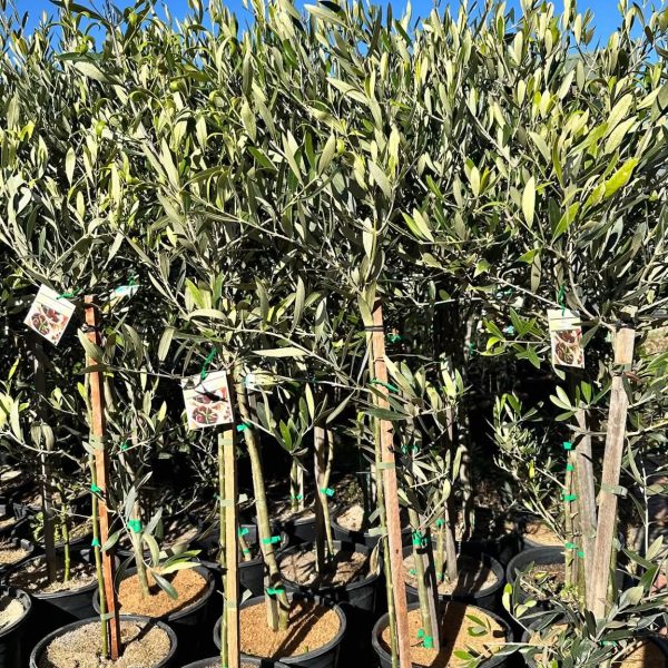 Olive Tree 250mm pot (Paragon/ Manzanillo)