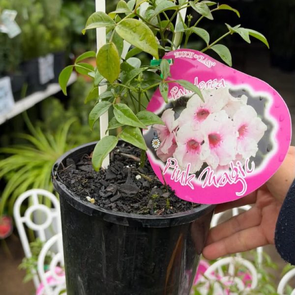 Pandorea ’Pink Magic’ 140mm