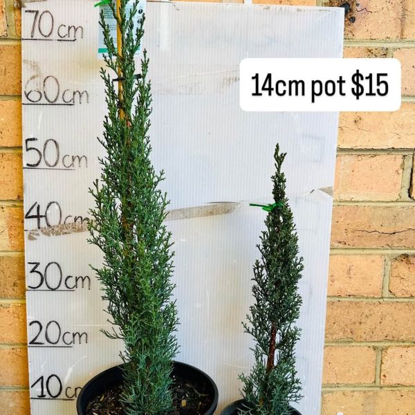 Pencil Pine Glauca 200mm pot