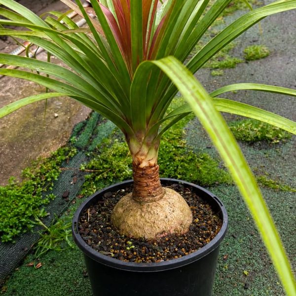 Ponytail Palm 200mm pot