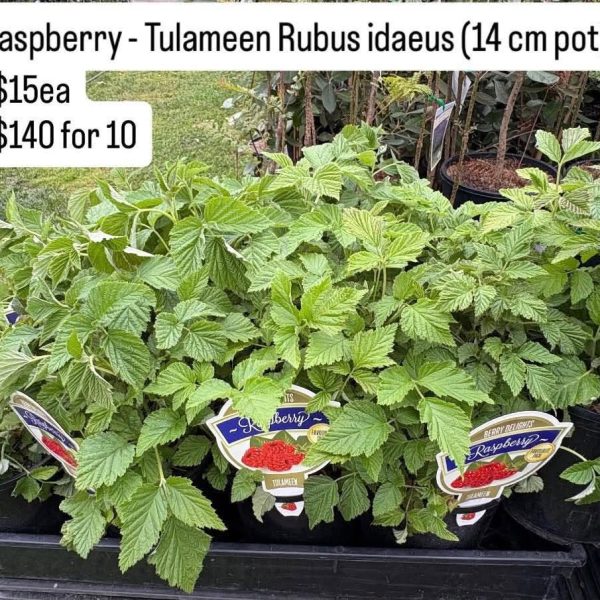 Raspberry Tullamen 140mm pot