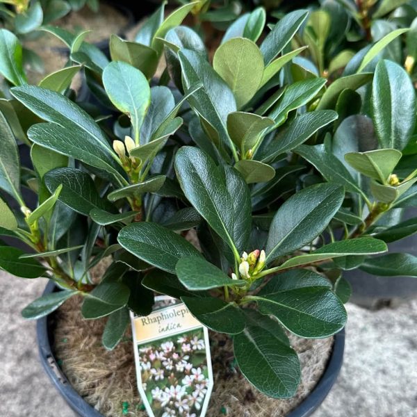 Rphaphiolepis Indica 'Oriental Pearl' 200mm pot