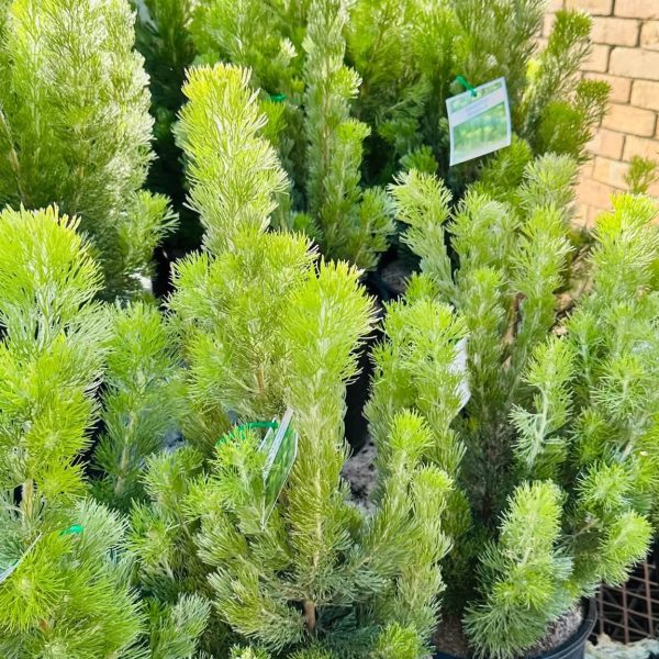 Woolly Bush 200mm